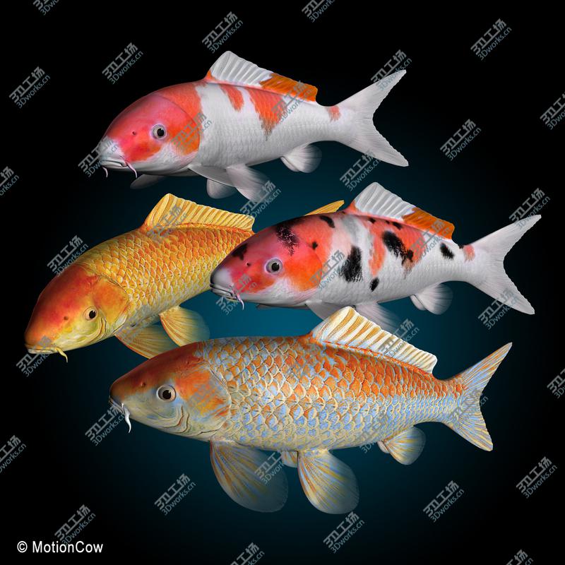 images/goods_img/20210113/Koi Fish/2.jpg